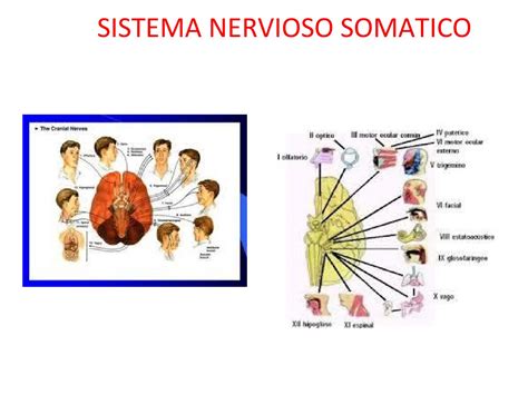 sistema nervoso somatico
